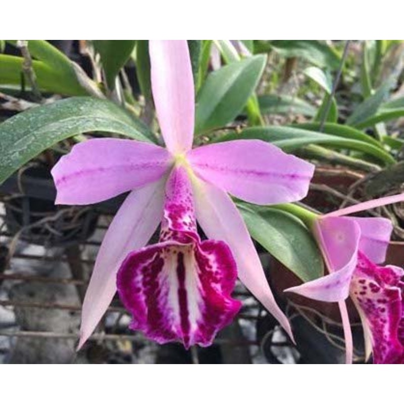 Blc. Tetradip x L. dayana|15 cm|Nee|Ja