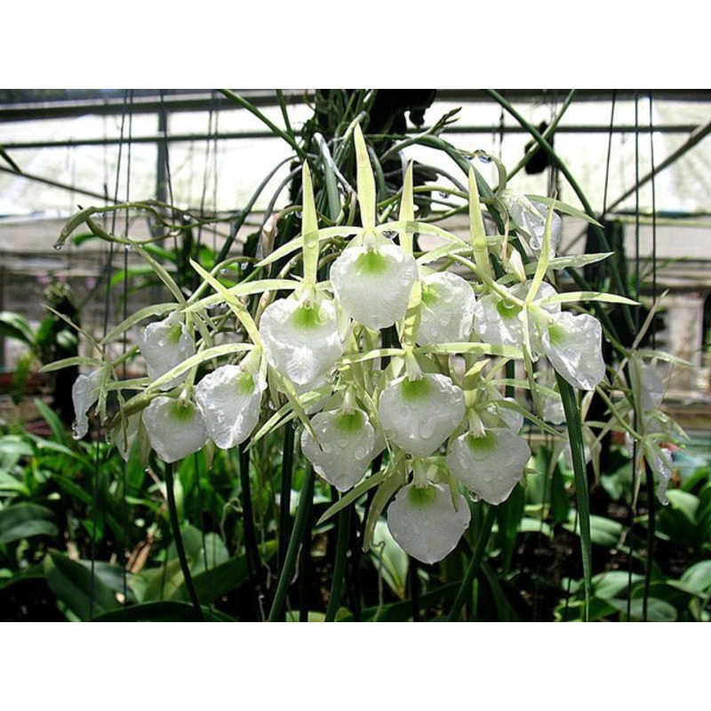 Brassavola perrinii|Nee|Ja