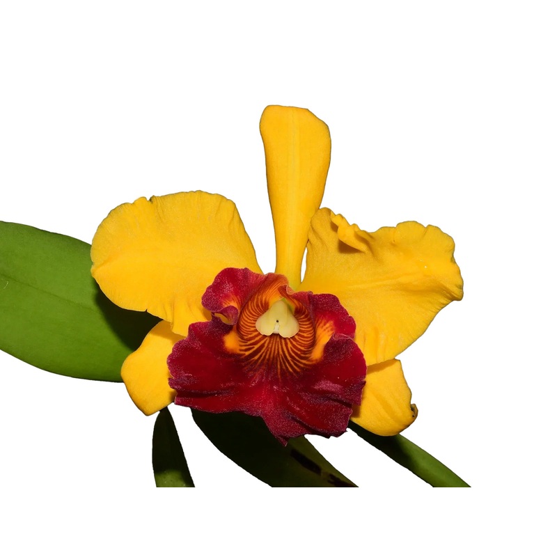 Brassolaeliocattleya Jerry Ton