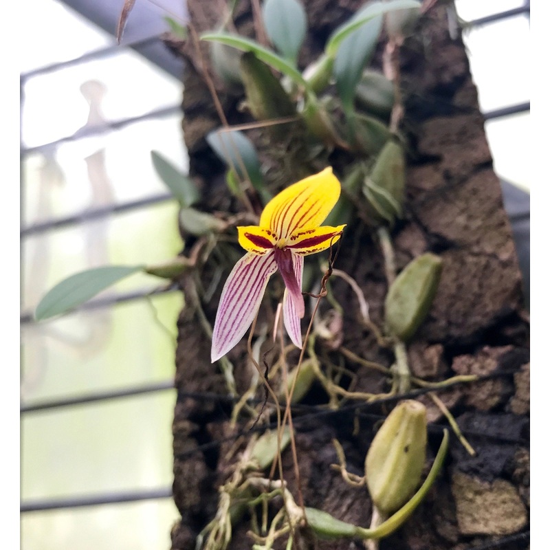 Bulbophyllum bolsteri|Nee|Ja
