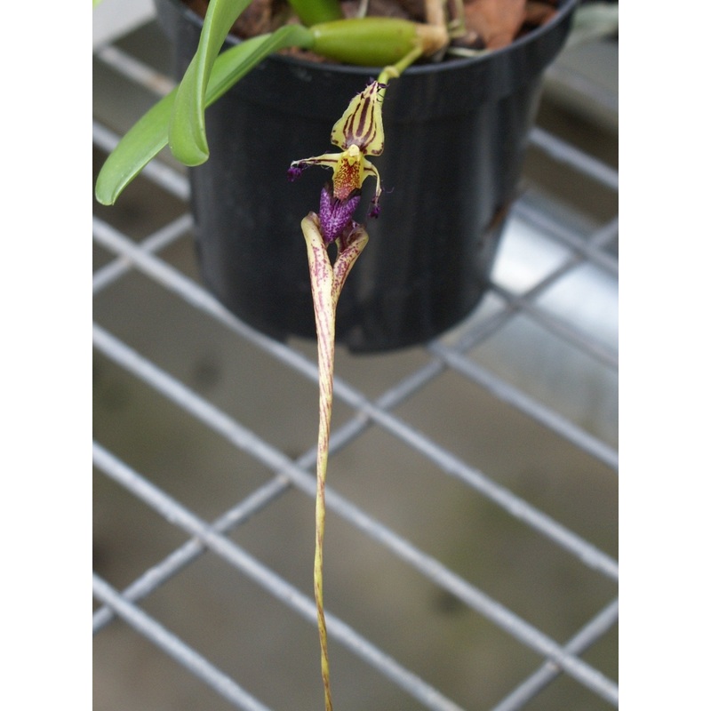 Bulbophyllum putidum|6 cm|Nee|Ja