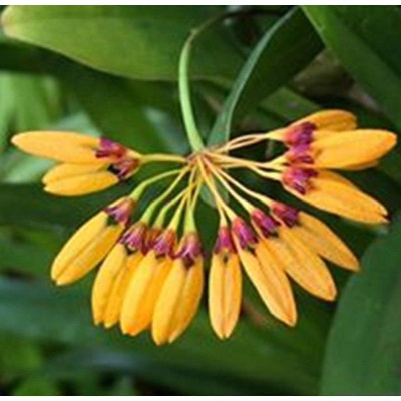 Bulbophyllum tigridum|Nee|Ja