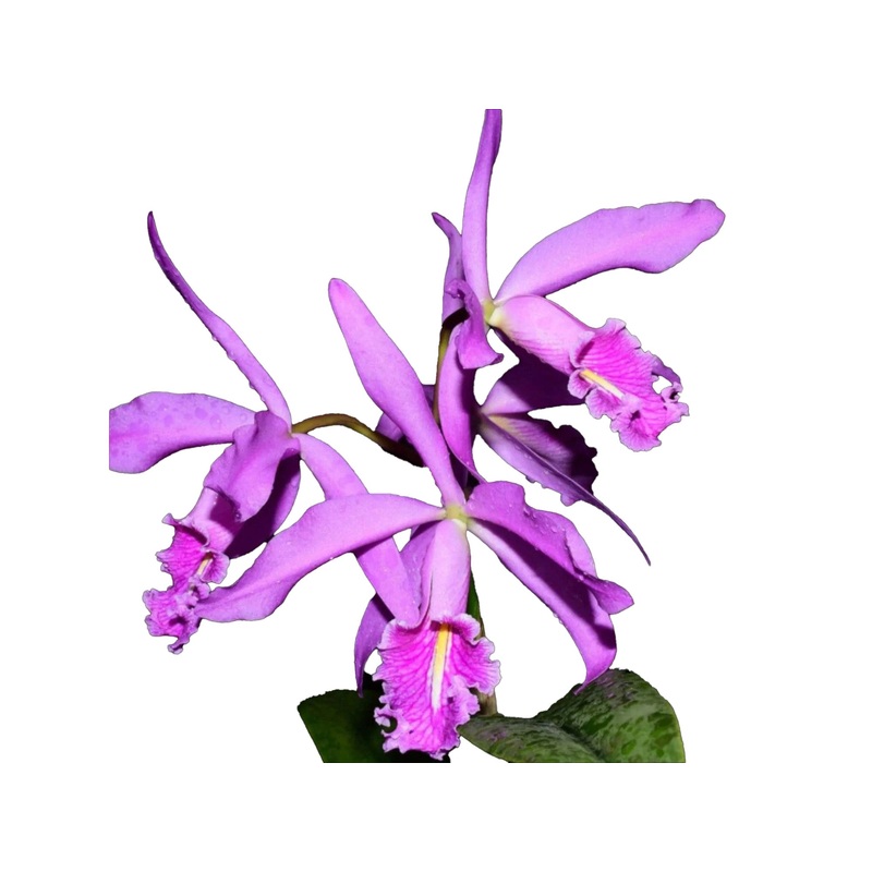 Cattleya maxima Ecua 00157 x Ecua 00140
