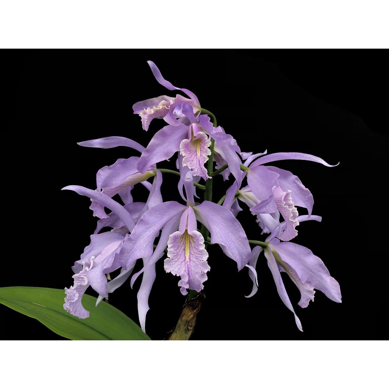 Cattleya maxima f. coerulea ‘Gigi’ x ‘Angelo’ x sibbling