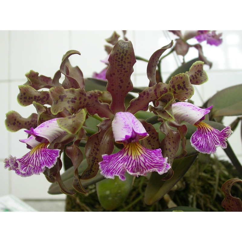 Cattleya schilleriana|Nee|Ja