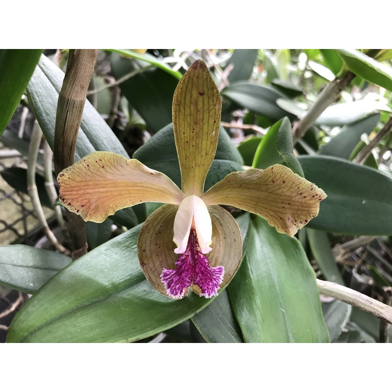 Cattleya schofieldiana|12 cm|Nee|Ja