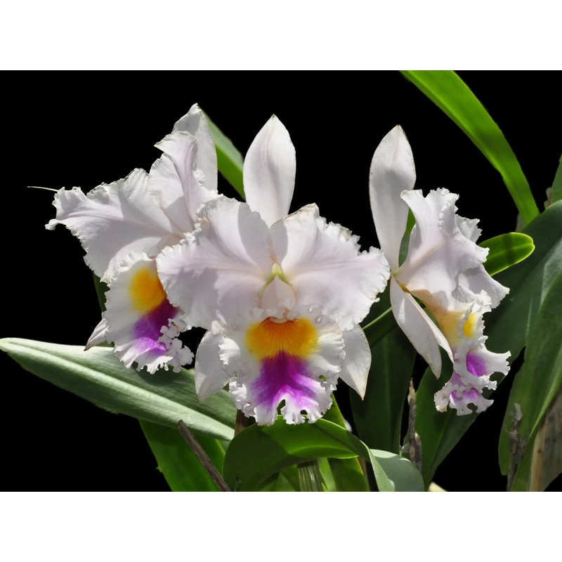 Cattleya Sierra Blanca ‘Mount Whitney’ Am.aos