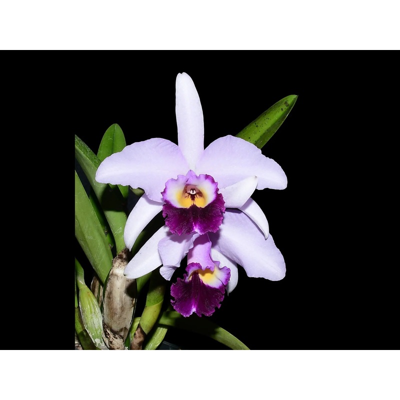 Cattleya Tydea f. coerulea