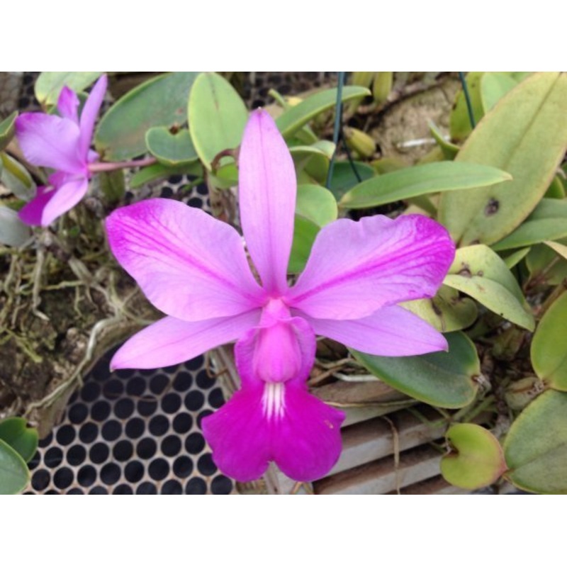 Cattleya walkeriana (flamea I x flamea II)
