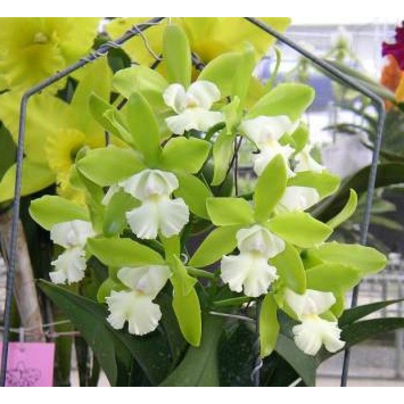 Cattleychea Siam Jade|12 cm|Nee|Ja