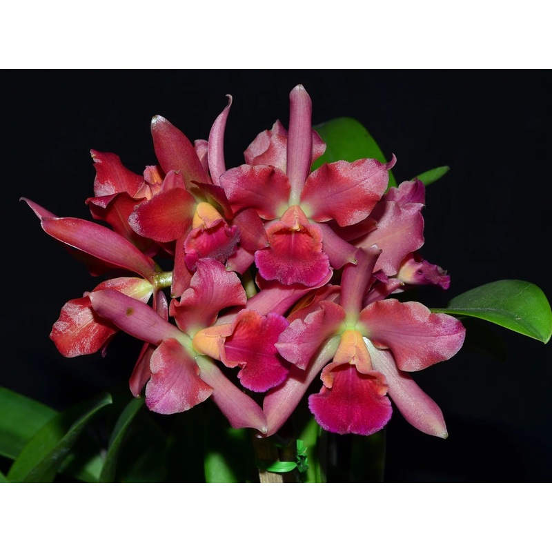 Cattlianthe Dave’s Lasting Friendship x Slc. Fire Magic Solar Flame