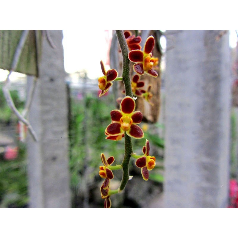 Chiloschista lunifera Red|Nee|Ja