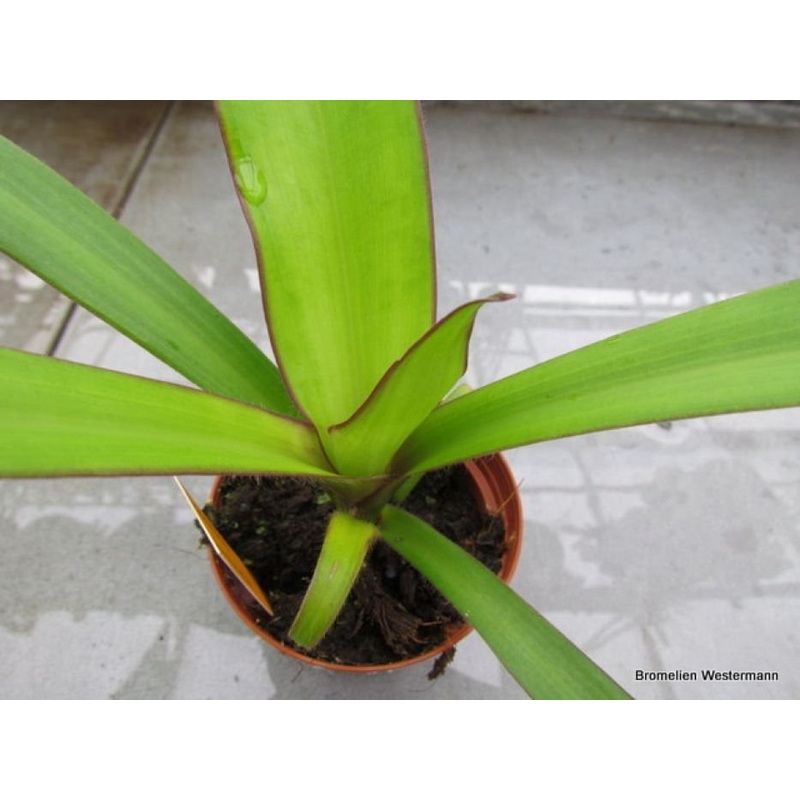 Cochliostema odorati|15 cm|Nee|Ja