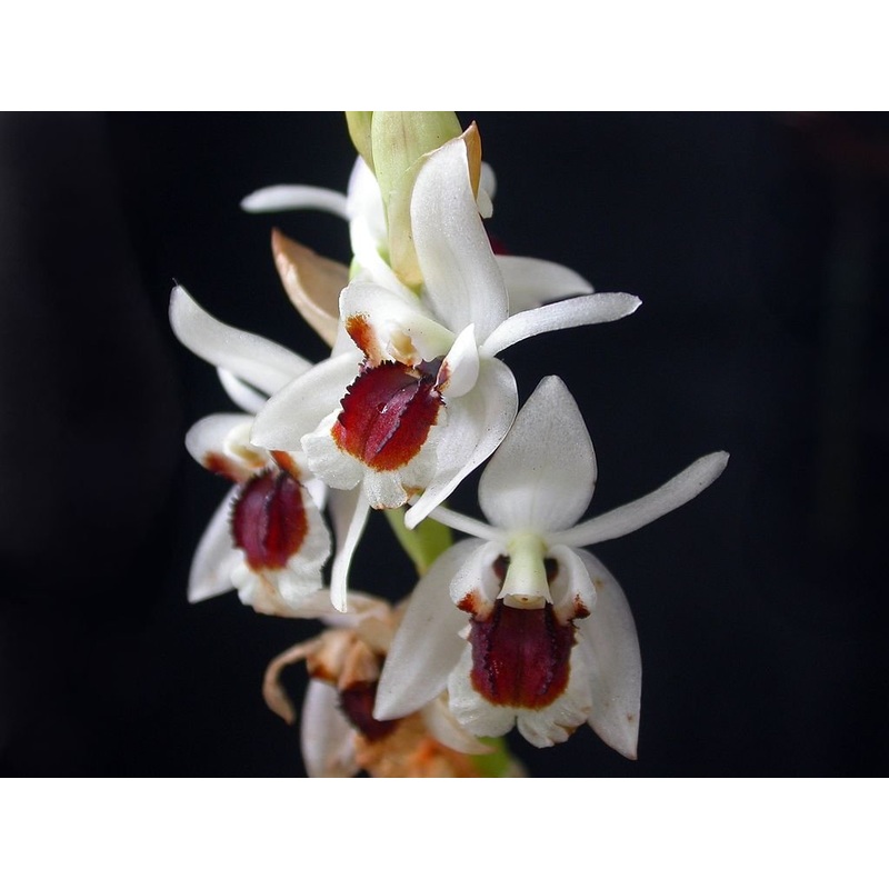 Coelogyne pulchella|8 cm|Nee|Ja