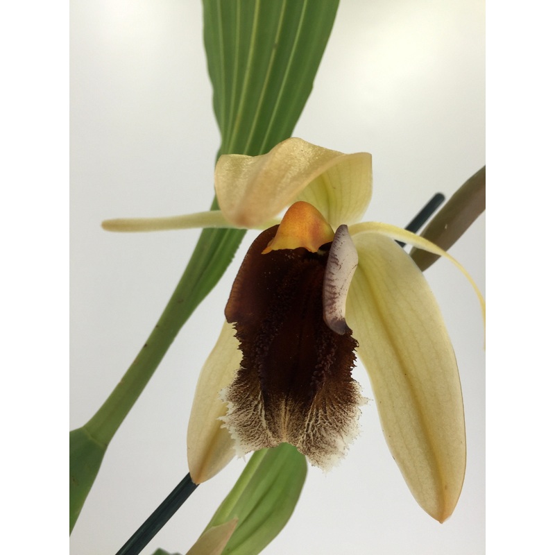 Coelogyne usitana x salmonicolor