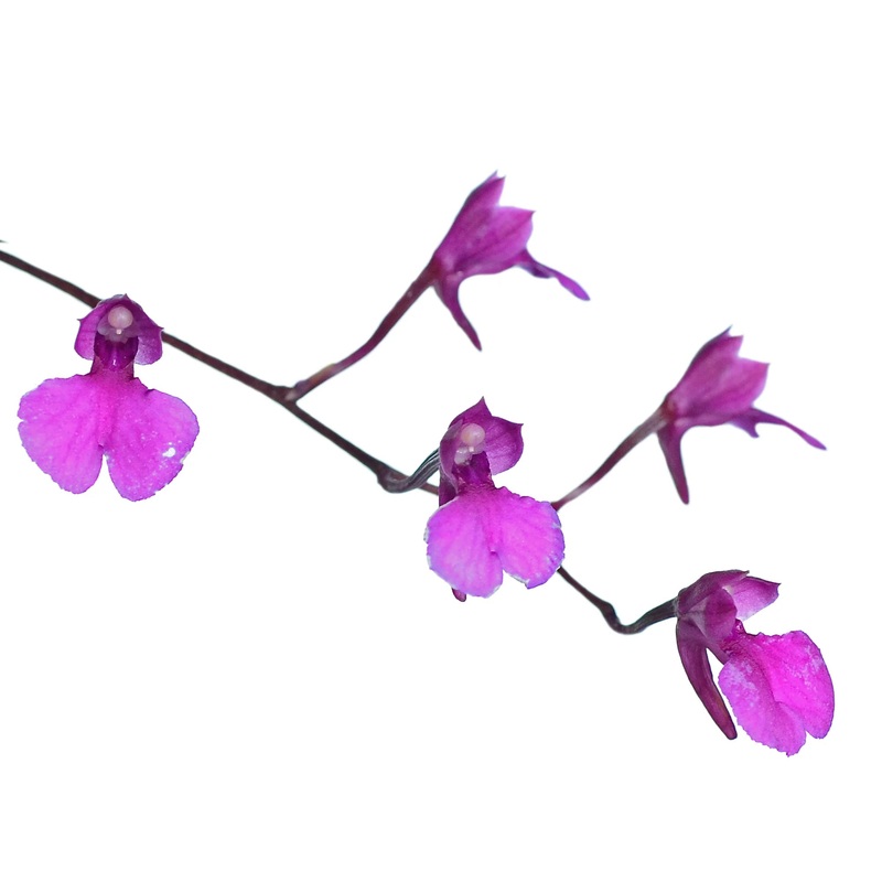 Comparettia falcata