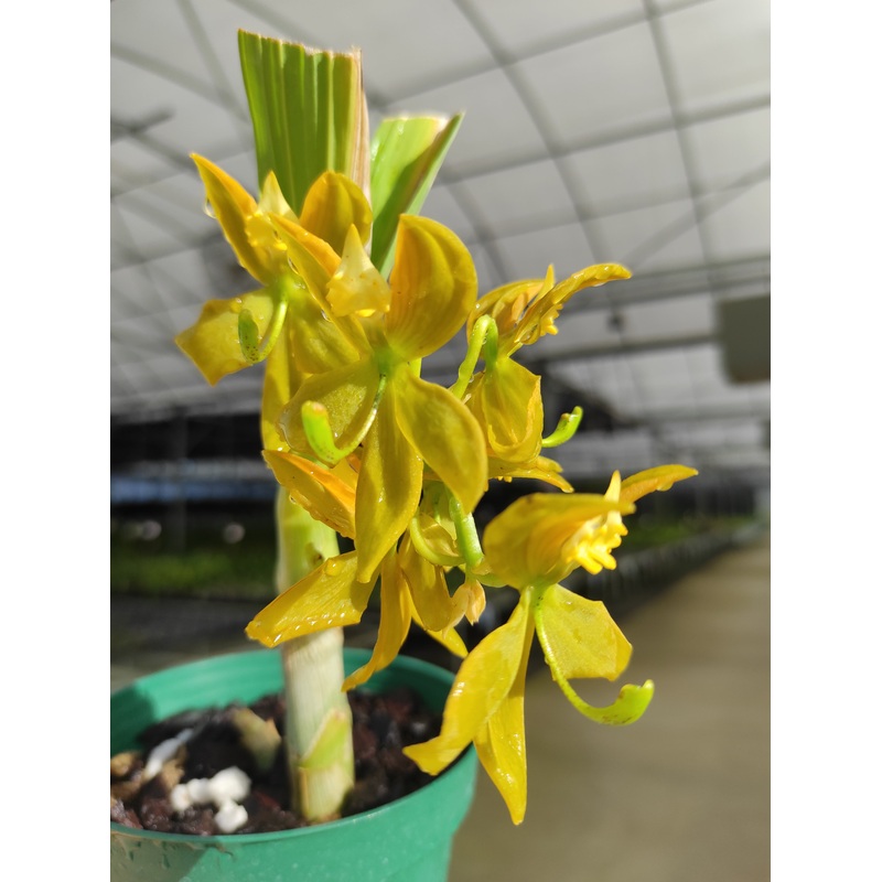 Cycnoches Grafin Bettina