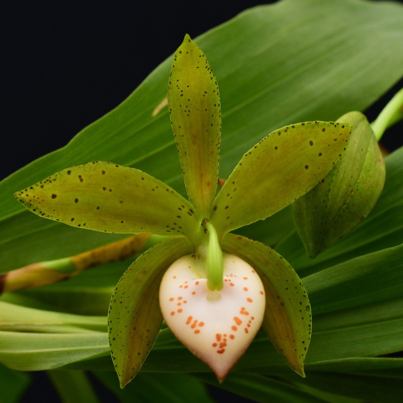 Cycnoches haagii