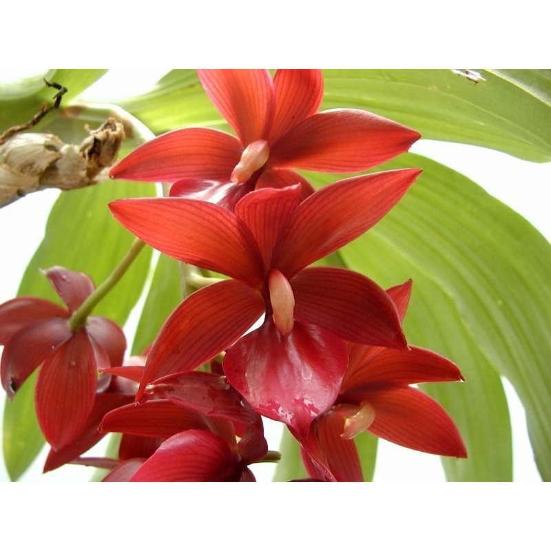 Cycnoches Wine Delight JEM FCC/AOS