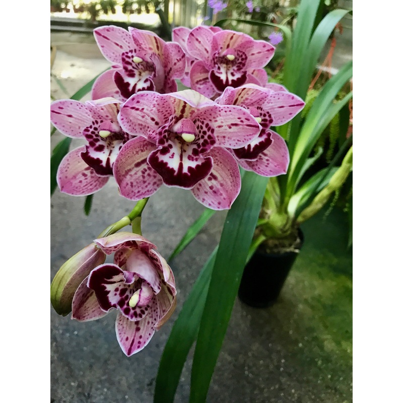 Cymbidium Finger of Suspicion|14 cm|Nee|Ja