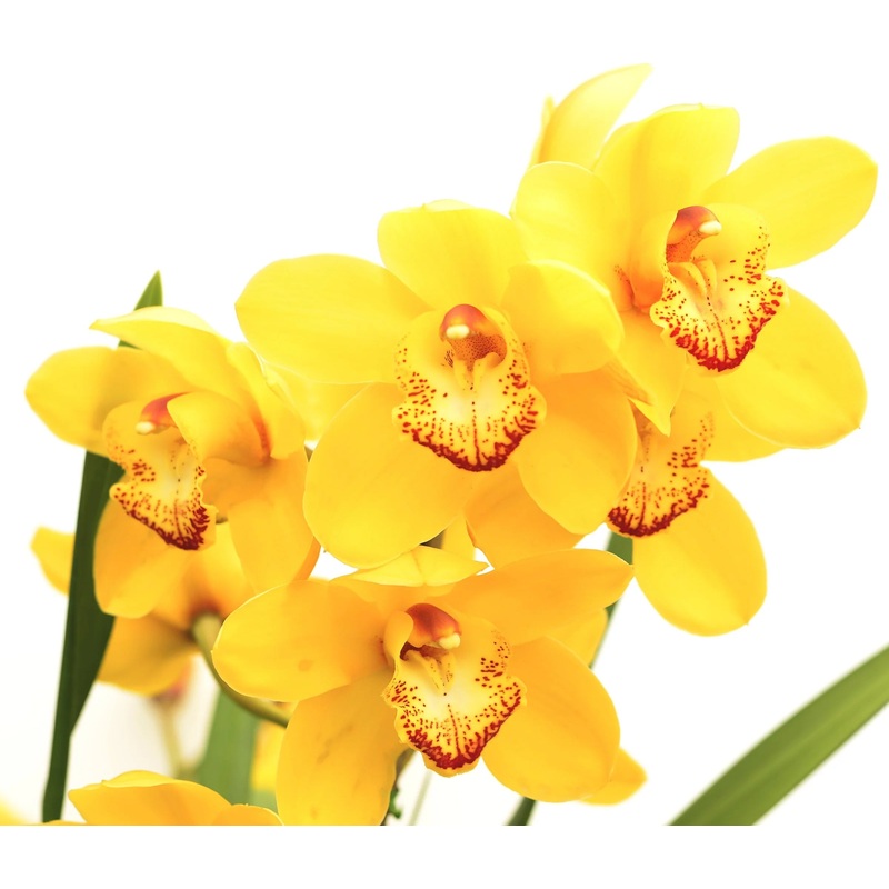 Cymbidium Gladys Eljuri