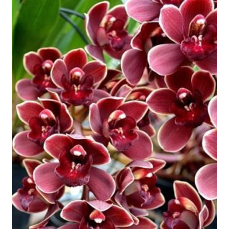 Cymbidium Marvin Gaye Red Lip|13 cm|Nee|Ja