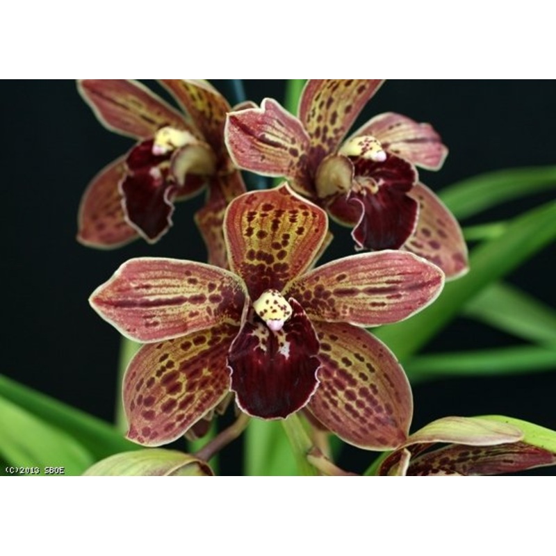 Cymbidium Pinata Black Hole|14 cm|Nee|Ja