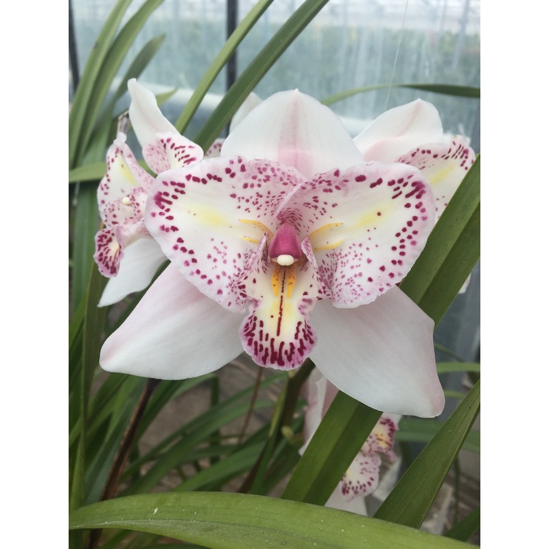 Cymbidium Survaley The Pink Joker