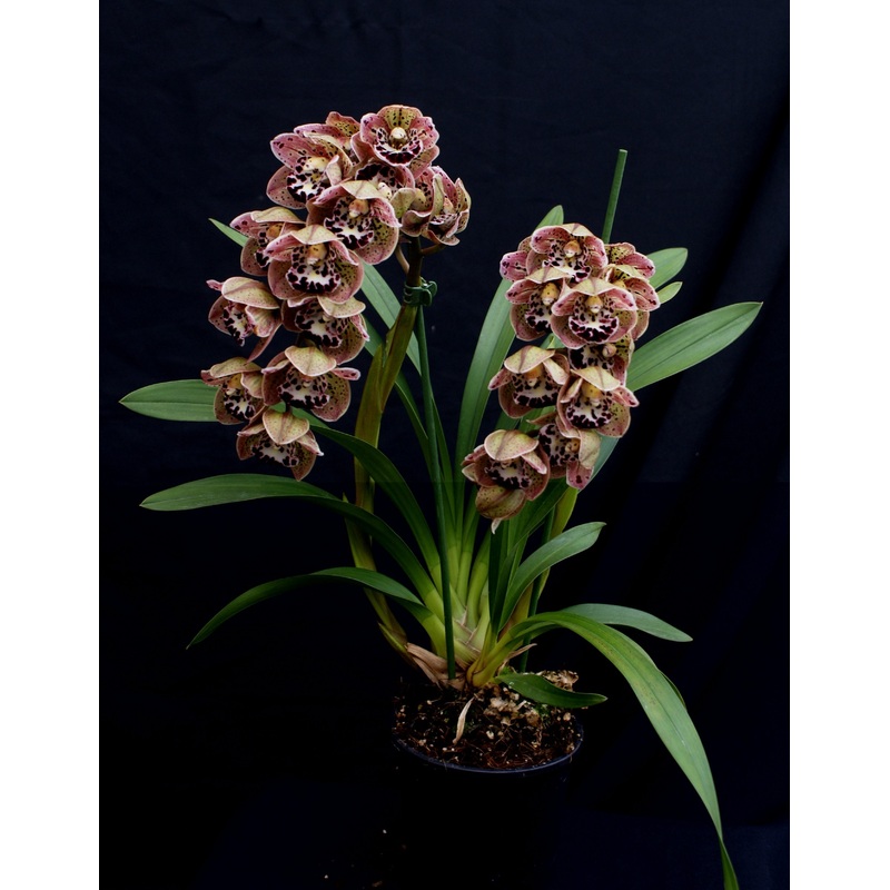 Cymbidium Vogel’s Magic Big|15 cm|Nee|Ja