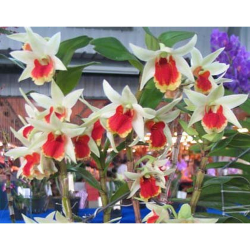 Dendrobium Frosty Dawn Red Lip