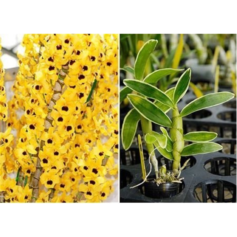 Dendrobium Golden Blossom Variegated Leaf