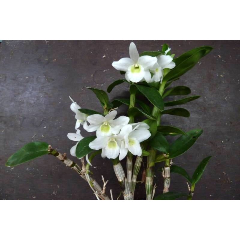 Dendrobium Hybrid Pocket Lover (Compact Type)