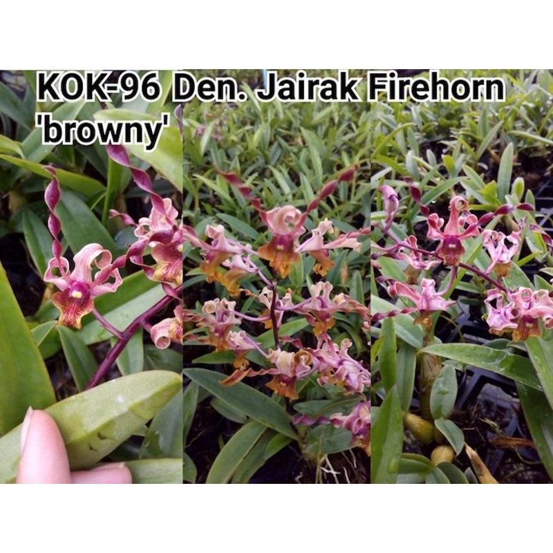 Dendrobium Jairak Firehorn Browny