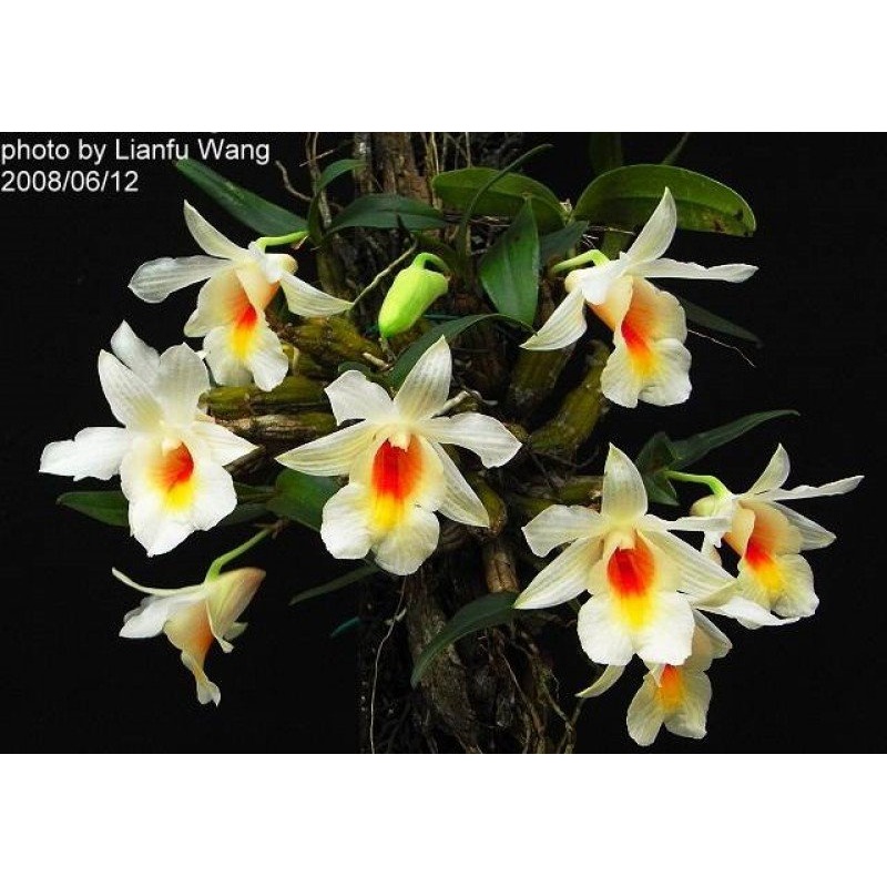 Dendrobium margaritaceum|6 cm|Nee|Ja