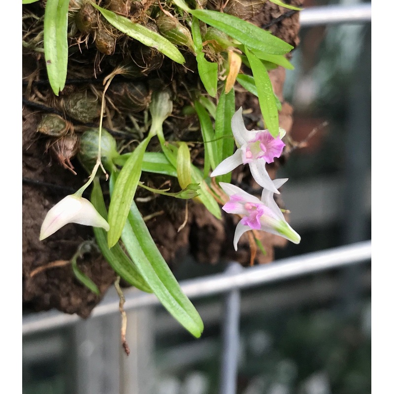 Dendrobium microbulbon|Nee|Ja