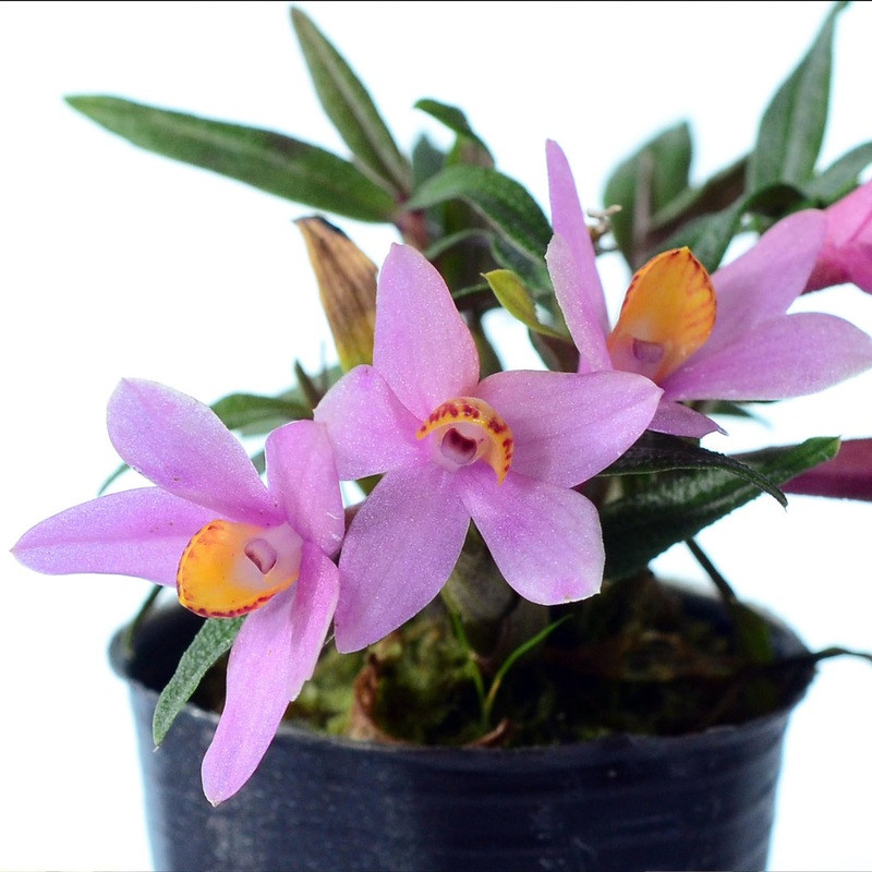 Dendrobium Misty Magic f. Pink