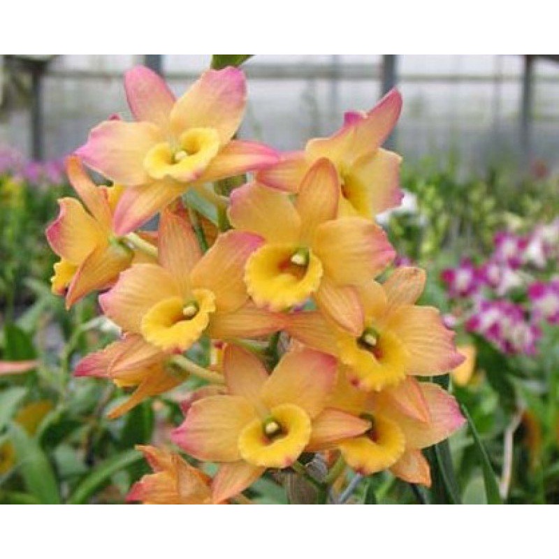 Dendrobium Oriental Smile Fantasy