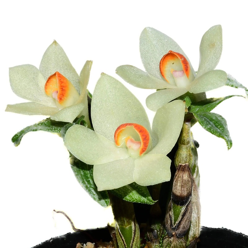 Dendrobium Papuatu f. alba