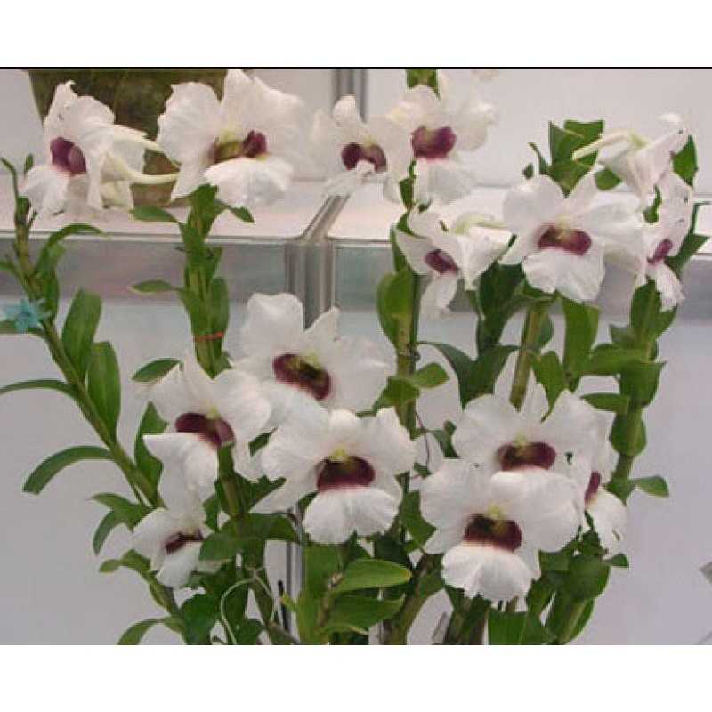 Dendrobium Thomas Wame|9 cm|Nee|Ja