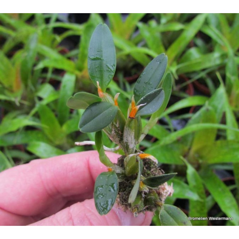 Diplocaulobium abbreviatum|6 cm|Nee|Ja