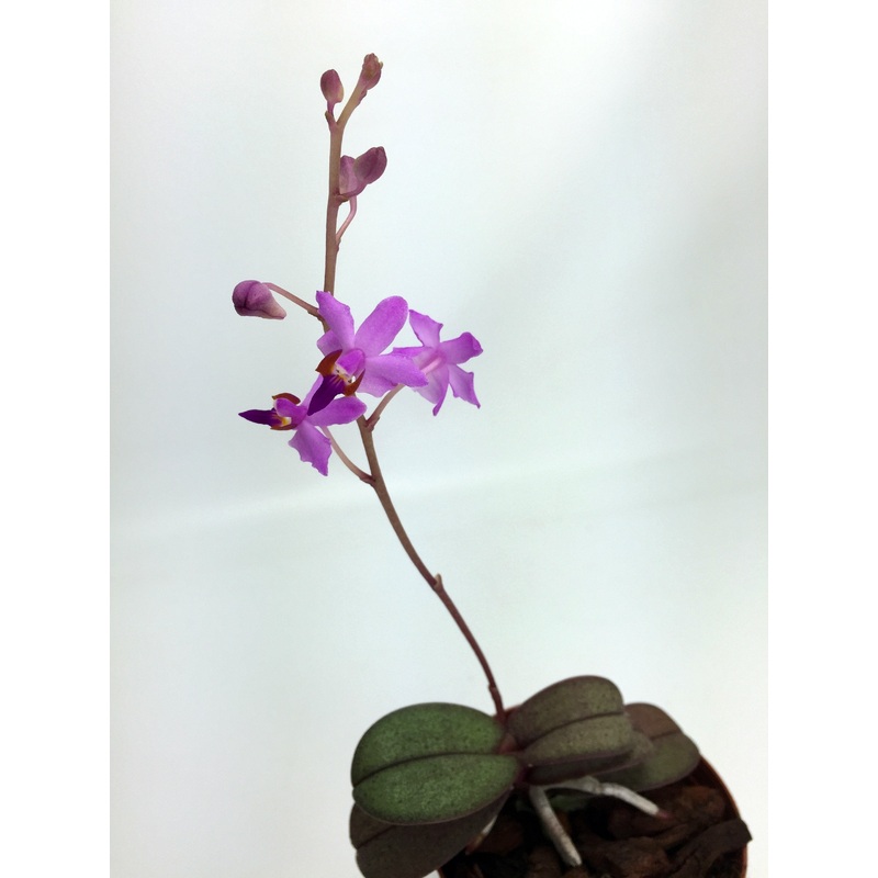 Doritis pulcherrima Dwarf 3 Big Plant