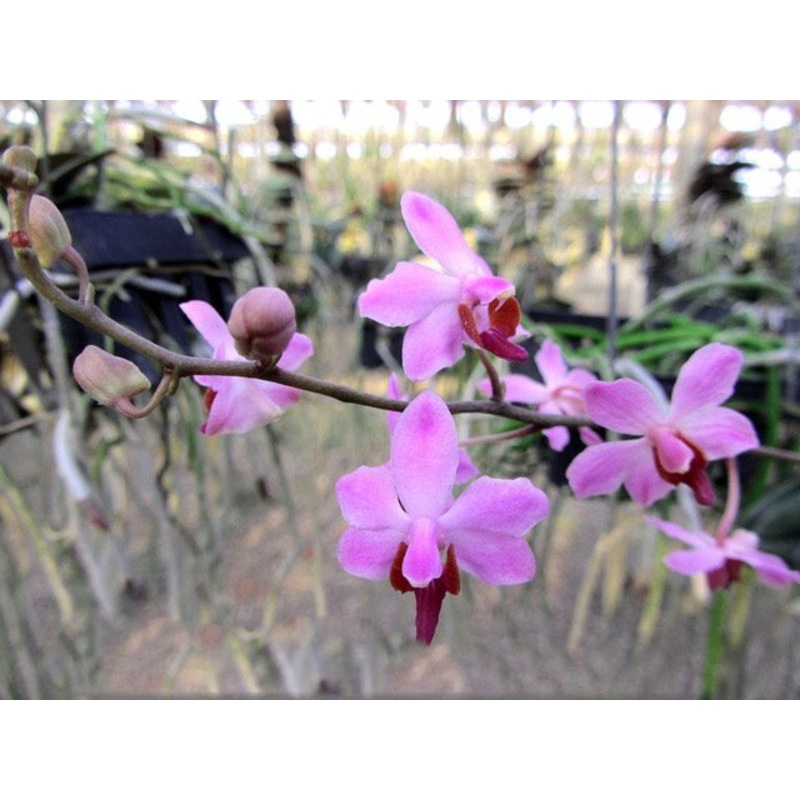 Doritis pulcherrima var marmorata (from LAOS)