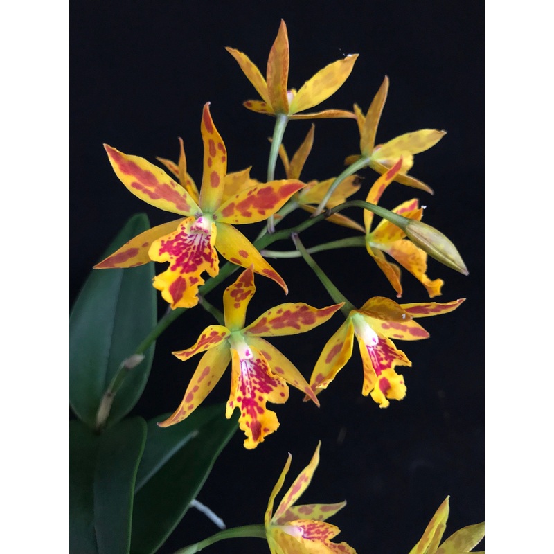 Epicattleya Volcano Trick x LC. Janet Sparkle