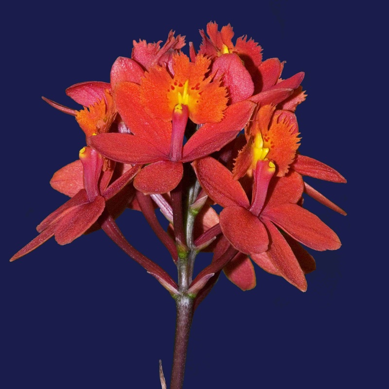 Epidendrum Pacific Glory