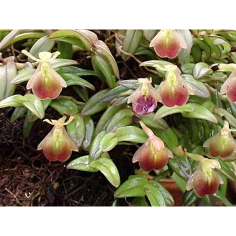 Epidendrum porpax Big|Nee|Ja