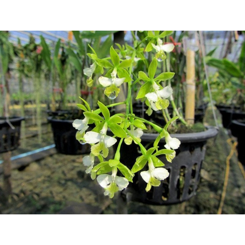 Epidendrum stamfordianum alba|12 cm|Nee|Ja