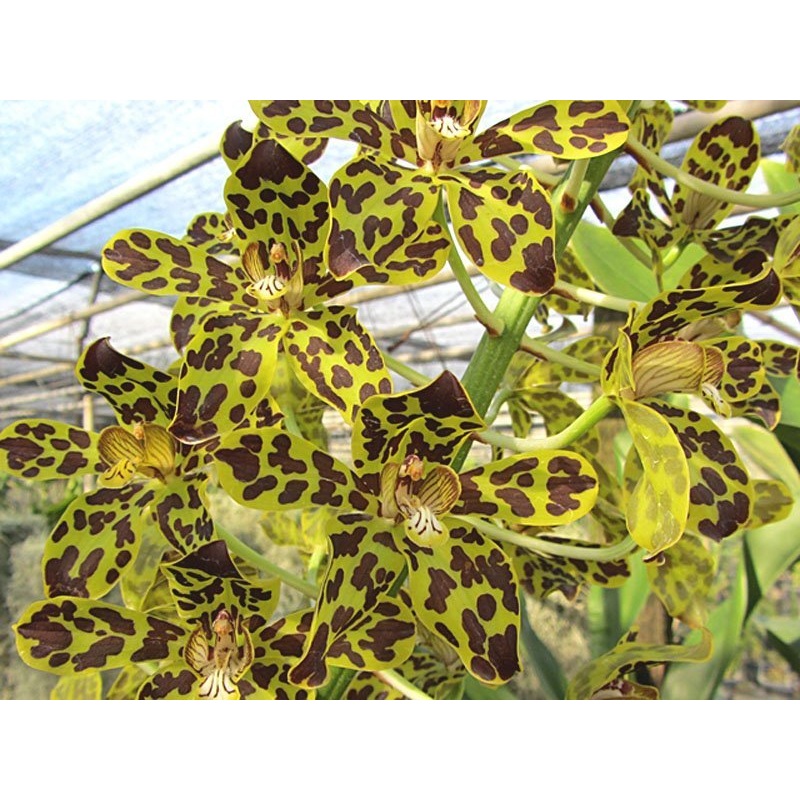 Grammatophyllum Jairak Tiger|9 cm|Nee|Ja