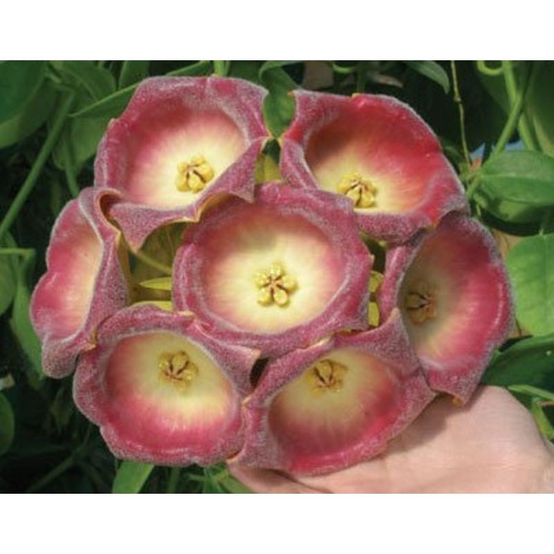 Hoya gigas|12 cm