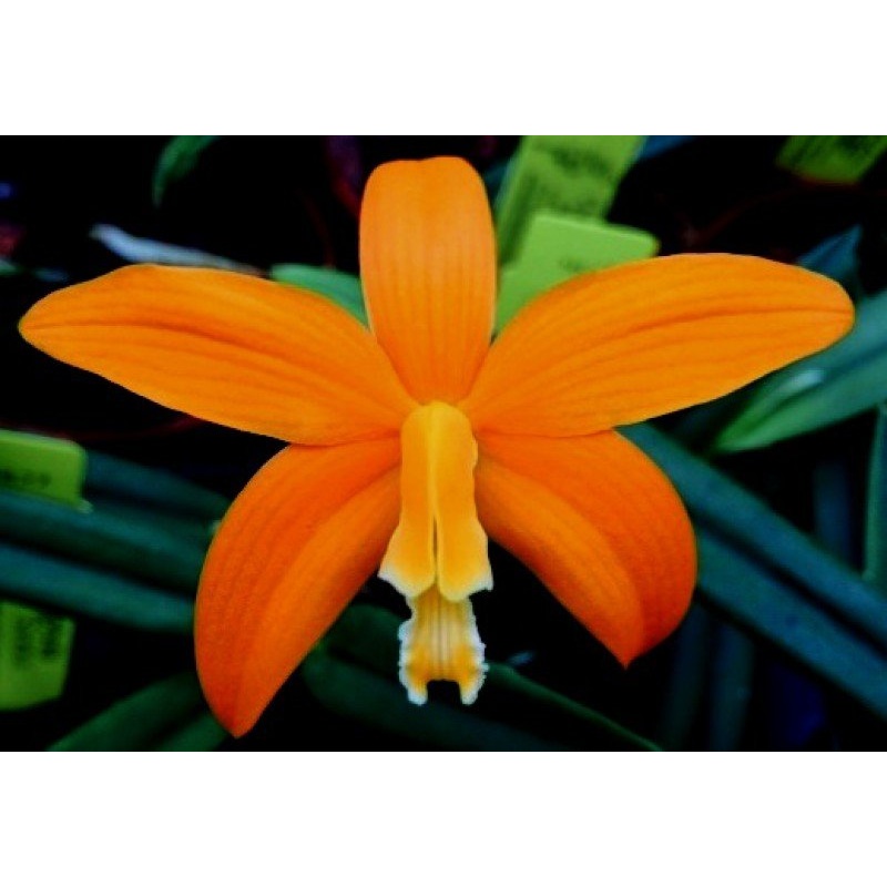 Laelia harpophylla|9 cm|Nee|Ja