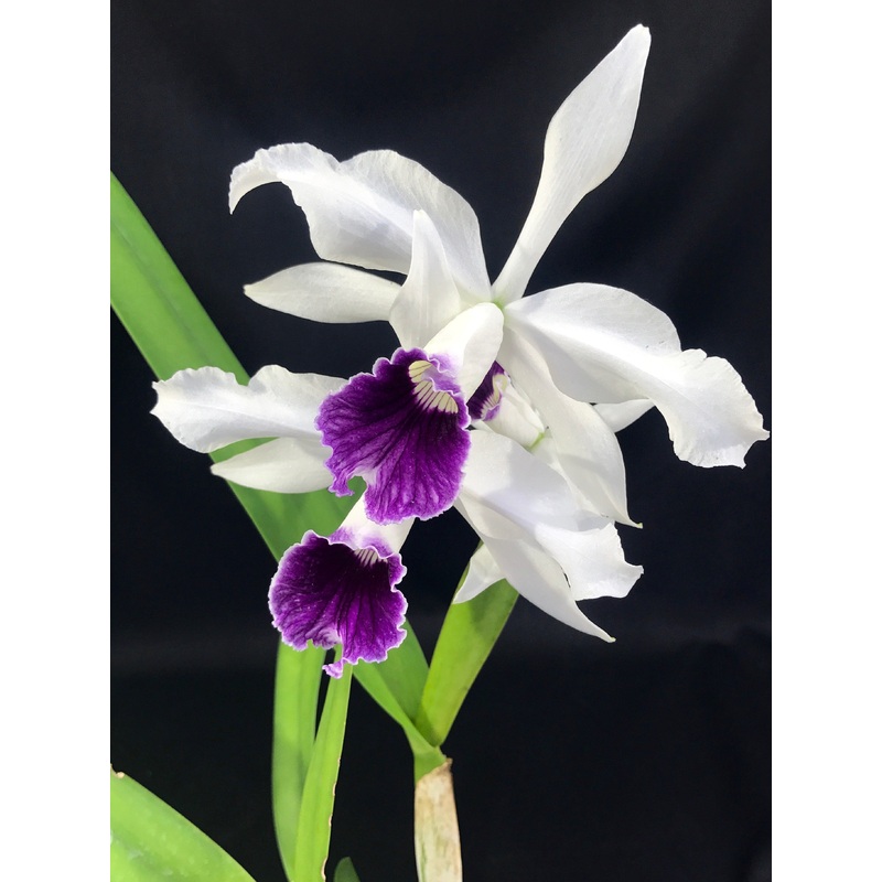 Laelia purpurata var. blue|17 cm|Nee|Ja